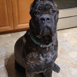 Cane Corso from Top Gun Kennels NM