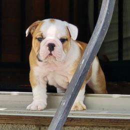 Hercules - Red and white male Bulldog puppy in Strongsville, Ohio from Magnifique Bulldogs