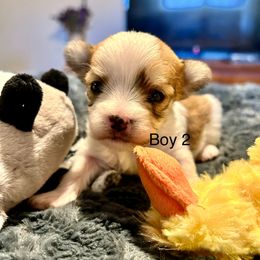 Boy 2 - White and tan male Morkie puppy in Ocala, Florida from Hummingbird Fields