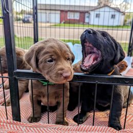 Dilute Retriever and Labrador Retriever Puppies from LC Hunting Labs, LLC.