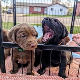Dilute Retriever and Labrador Retriever Puppies from LC Hunting Labs, LLC.