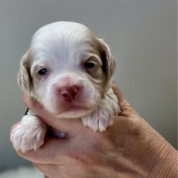Meatball - Red roan male Cockapoo puppy in Mocksville, North Carolina from Little Bear Doodles