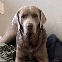 Ash - Dilute Retriever