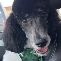Poodles and Pugs from Alexanders AKC Kennels