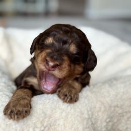 Chocolate phantom - Phantom female Bernedoodle puppy in Spring, Texas from At The Cross Kennel