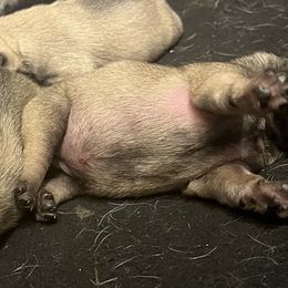 Pug Puppies from 901 Pugs