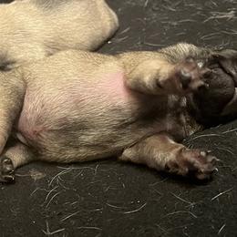 Pug Puppies from 901 Pugs