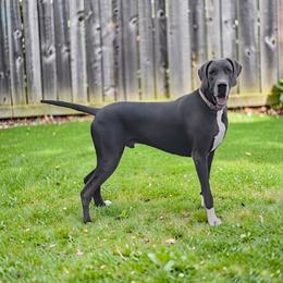 Great Dane puppies from La Rebel Danes