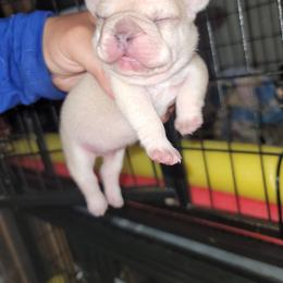 French Bulldog Puppies from Culichitown Frenchies