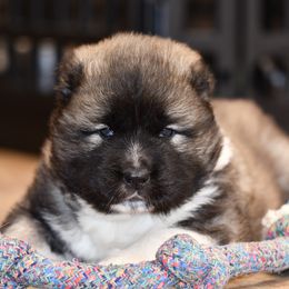 Caucasian Shepherd Dog Puppies from Sila V Krovi
