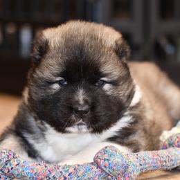 Caucasian Shepherd Dog Puppies from Sila V Krovi