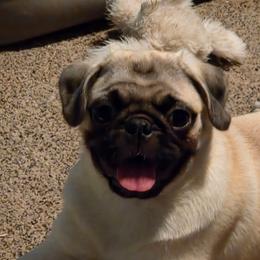 Skittles - Pug