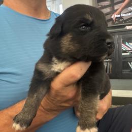Black tri boy 1 - Black tri-color male Australian Shepherd puppy in Nezperce, Idaho from Willow Creek Farm