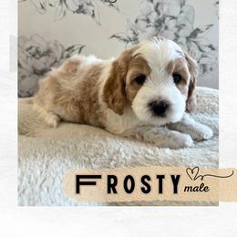 Frosty - Apricot male Australian Labradoodle puppy in Mendon, Massachusetts from New England Labradoodles