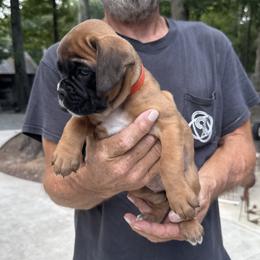 Dolly - Fawn female Boxer puppy in Taft, Tennessee from Hillbillie Boxers