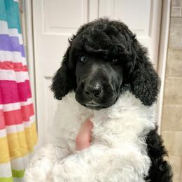 Poodle Puppies from Apricity Poodles
