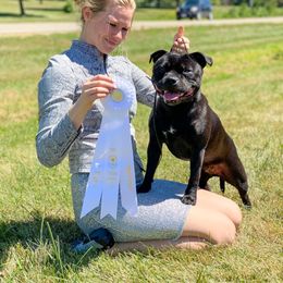 Staffordshire Bull Terrier All Grown Up from Theatric Staffords