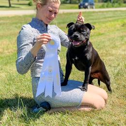 Staffordshire Bull Terrier All Grown Up from Theatric Staffords