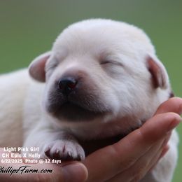 Holly- Light Pink Girl - Yellow female Labrador Retriever puppy in Point, Texas from Lakylu Kennels