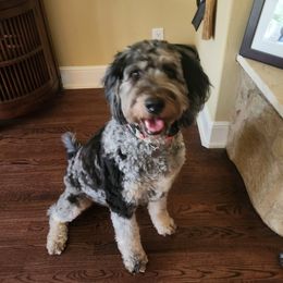 Hana - Bernedoodle