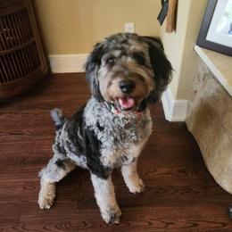 Hana - Bernedoodle