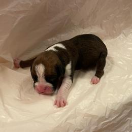 Hailey Benedict - Fawn female Boxer puppy in Willard, North Carolina from Boone’s Boxers of North Carolina