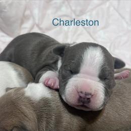 Charleston - Blue male American Staffordshire Terrier puppy in Marietta, Georgia from Ambition Amstaffs
