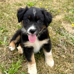 Cowgirl - Black tri-color female Australian Shepherd puppy in Otis, Oregon from Heritage Hill Aussies