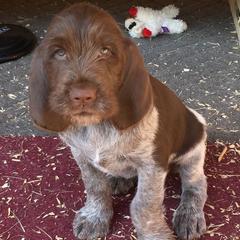 Spinoni Italiani from CrossRoads Spinoni