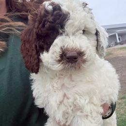 Girl 3 - female Newfypoo puppy in Bloomfield, Iowa from Schooley Doodles
