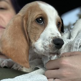 Basset Hound Puppies from Breeze Basset Hounds