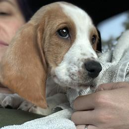 Basset Hound Puppies from Breeze Basset Hounds