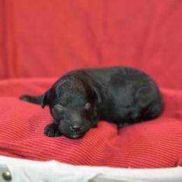 Girl 2 - Black female Poodle puppy in Bauxite, Arkansas from Mountain Ridge Poodles