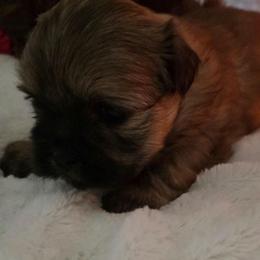 Mandy - Sable female Shih Tzu puppy in Filer, Idaho from Shih Tzu Kennels