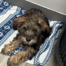 Yorkipoo Puppies from Little Creek Yorkiepoos