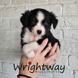 Granny Smith - Black tri female Miniature Australian Shepherd puppy in Dowagiac, Michigan from Wrightway Wigglebutts