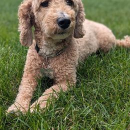 Kenzie - Goldendoodle