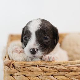 Romeo - Parti male Goldendoodle puppy in Pleasant Grove, Utah from Canterbury Canines
