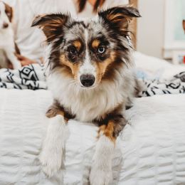 Toy Australian Shepherd All Grown Up from Emmy's Toy Aussies