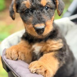 Riley aka Baby Girl Red - Black and tan female Airedale Terrier puppy in Mooresville, North Carolina from Farm 55