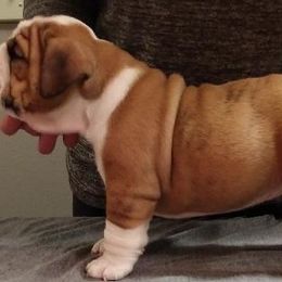 "Champion" Bulldog Puppies from Big Pine Bulldogs