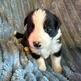 Atlas - Black and white male Border Collie puppy in Mckinney, Texas from Border Collies of Ruidoso