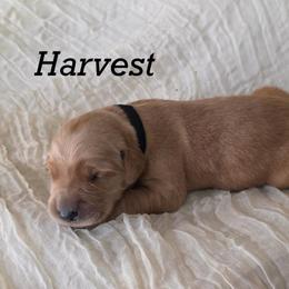 Harvest - Golden male Golden Retriever puppy in Fruitland, Idaho from Bethel Retrievers