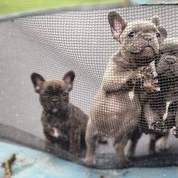 French Bulldogs from The French Tribe