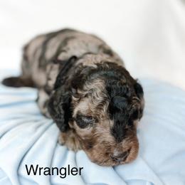 Wrangler - Merle male Goldendoodle puppy in Pasco, Washington from Camp Doodle Woods