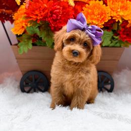 Hazel - Red  female Goldendoodle puppy in Statesville, North Carolina from Doodle Babies