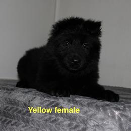 Yellow female - Black female German Shepherd puppy in Ann Arbor, Michigan from Von Der Havier German Shepherds