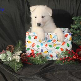 Kyanite -Navy Blue - White male German Shepherd puppy in Grimes County, Texas from Double H German Shepherds