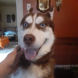 Nicco - Siberian Husky