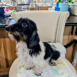 Jo - Dachshund